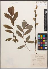 Foto von Salix caprea L. x Salix purpurea L.